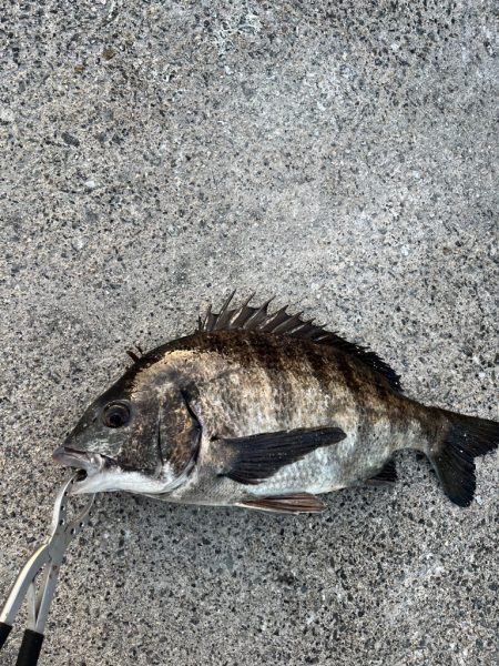 おチヌさんノッコミ中です