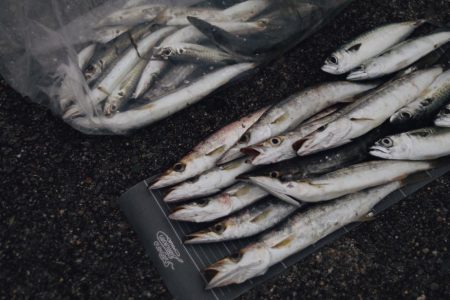 カマスにアジ爆釣‼︎良型サバ…