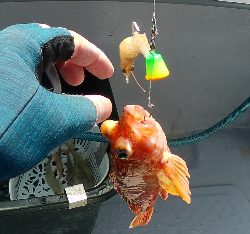 粘ってマダイゲット！一つテンヤ