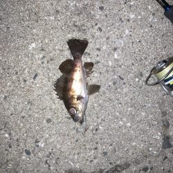 メバル　プラッキング不発