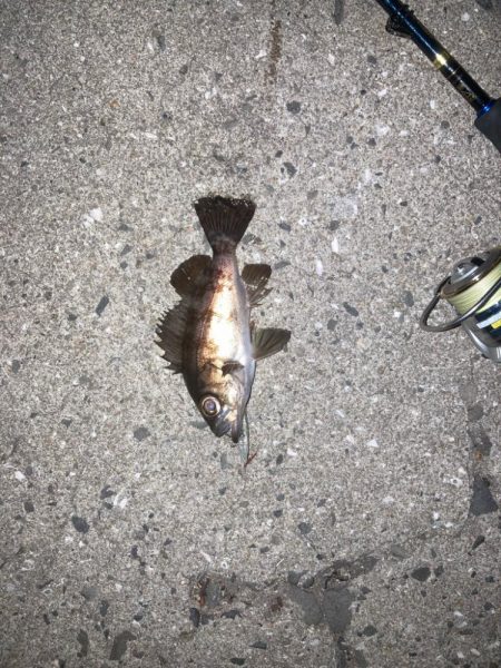 メバル　プラッキング不発