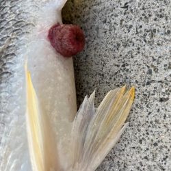 チヌのノッコミ中