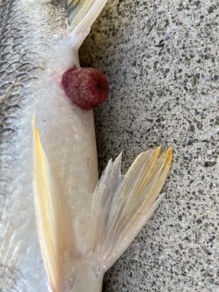 チヌのノッコミ中