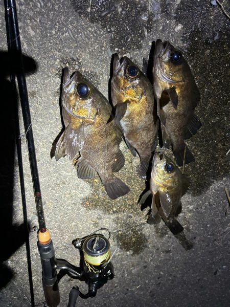 メバルプラッキング