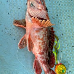 タイラバでデカアコウ