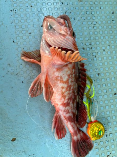 タイラバでデカアコウ