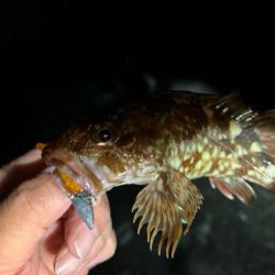 本日の沖波止は?