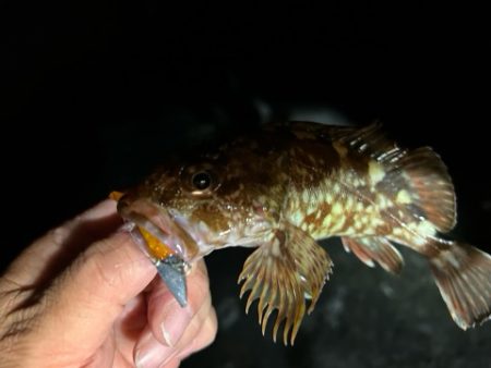 本日の沖波止は?