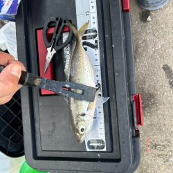 投げサビキしてきました！