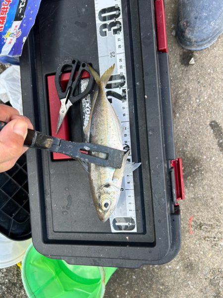 投げサビキしてきました！