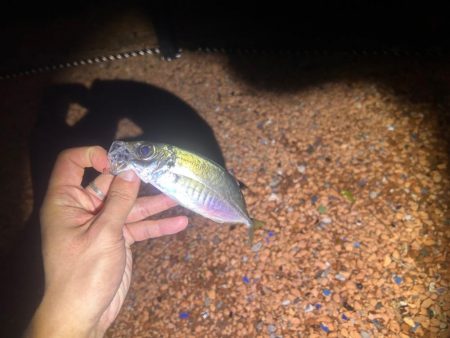 釣りキャンプ🎣🏕️