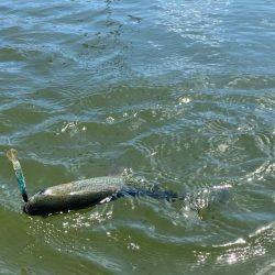 超久々の晴れの日釣行