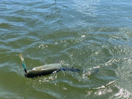 超久々の晴れの日釣行