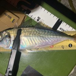 再チャレンジ中アジ探し