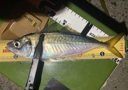 再チャレンジ中アジ探し