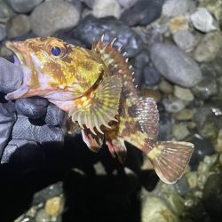 ホタルイカパターン