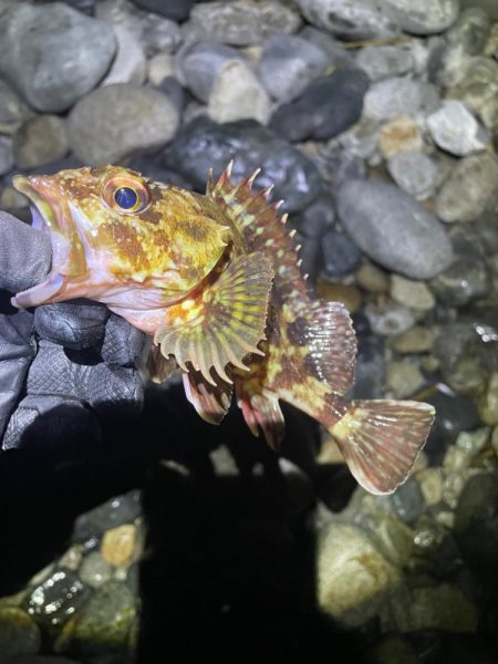 ホタルイカパターン