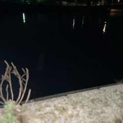 クロダイ　ルアーフィッシング