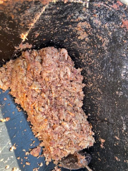 チヌに好かれてます