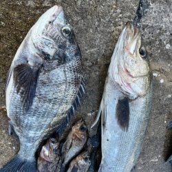 チヌのノッコミ始まりました!