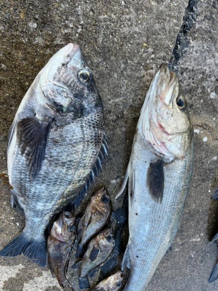 チヌのノッコミ始まりました!