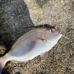 田辺の沖磯でカゴ釣り