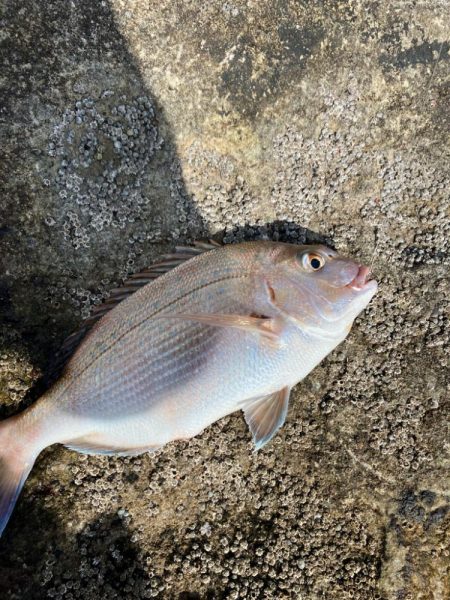 田辺の沖磯でカゴ釣り