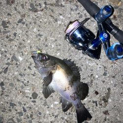 地方メバリング