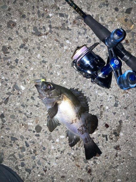 地方メバリング