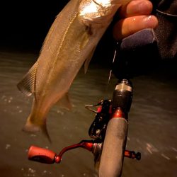 激渋アジング？