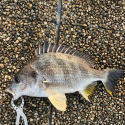 おチヌさんノッコミ中