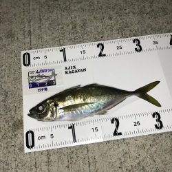 美保湾ボートアジング