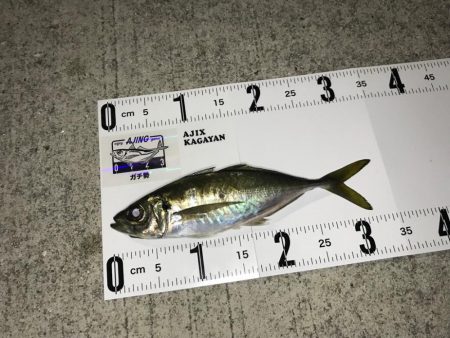 美保湾ボートアジング