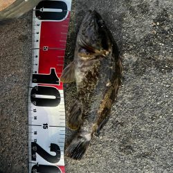 まだまだ極寒ライトゲーム