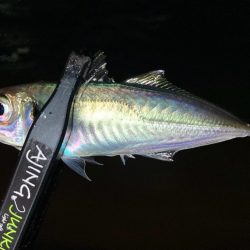 近所でアジ探し！