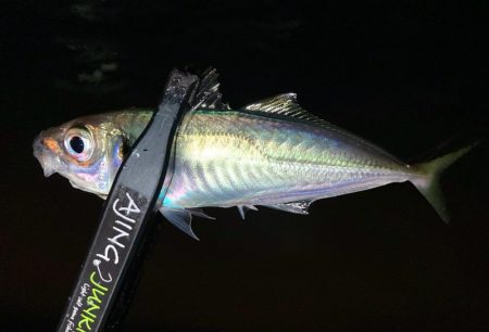 近所でアジ探し！