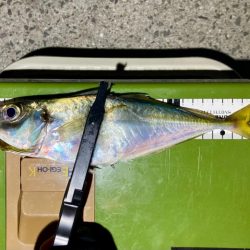 中アジ探しアジング