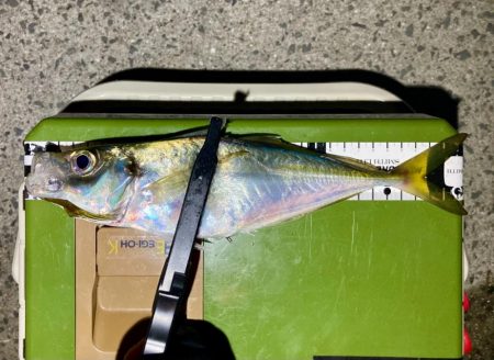 中アジ探しアジング