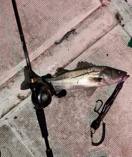 チヌジギ&ボートシーバス