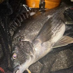 ヘチってきました