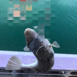 室津カットウフグ