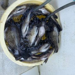 たかみ丸　鯛メバル釣り