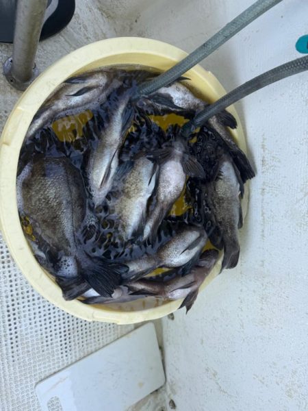 たかみ丸　鯛メバル釣り
