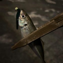 まだまだ寒い、豆アジング