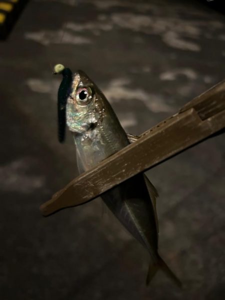 まだまだ寒い、豆アジング