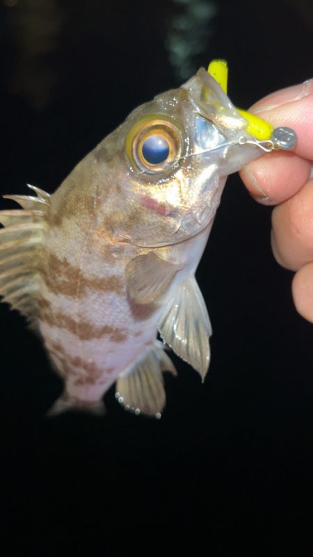 やっぱり寒いメバリング