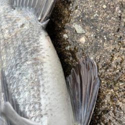 雨の降る中おチヌさん