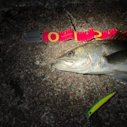 あと数cm及ばずも、連続の大物ゲッツ★