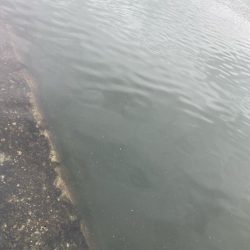 雨上がりチニング