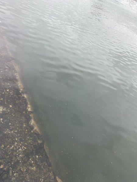 雨上がりチニング